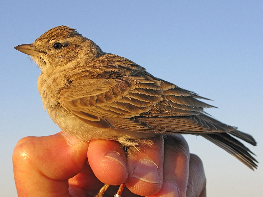 Greater Short-toed Lark, Sundre 20120524